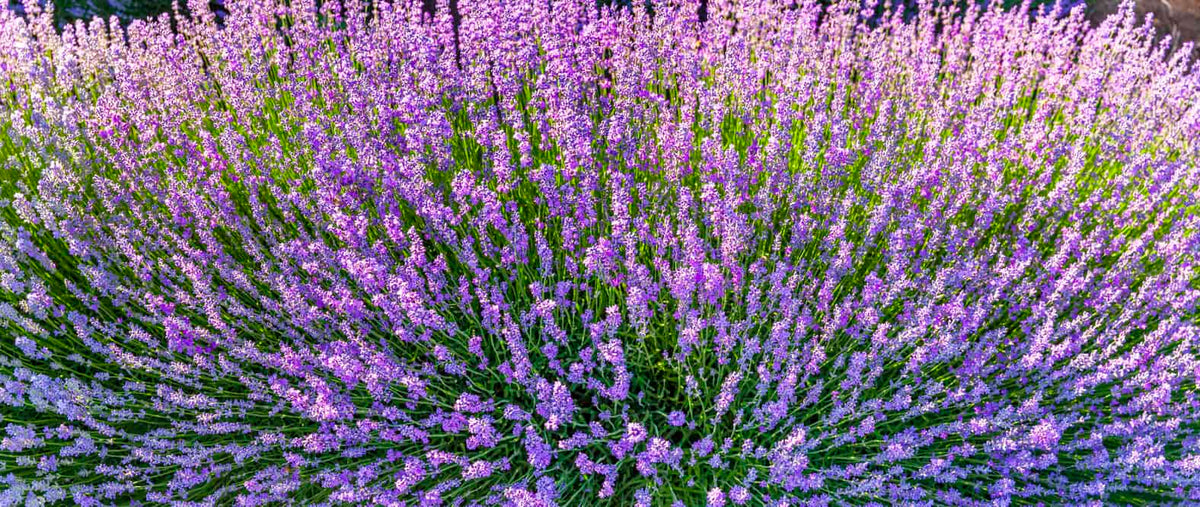 Die Provence im Glas