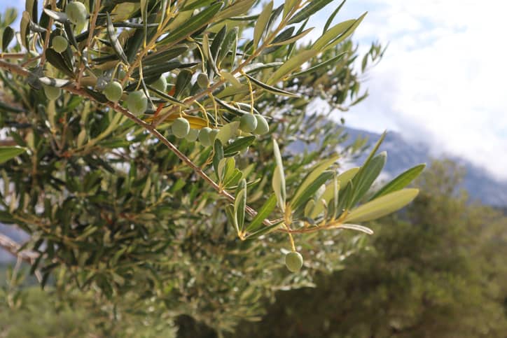 Olivenblätter