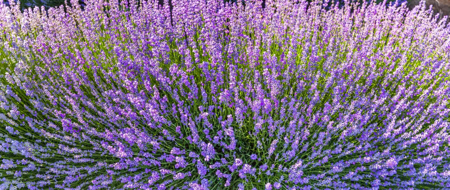 Die Provence im Glas