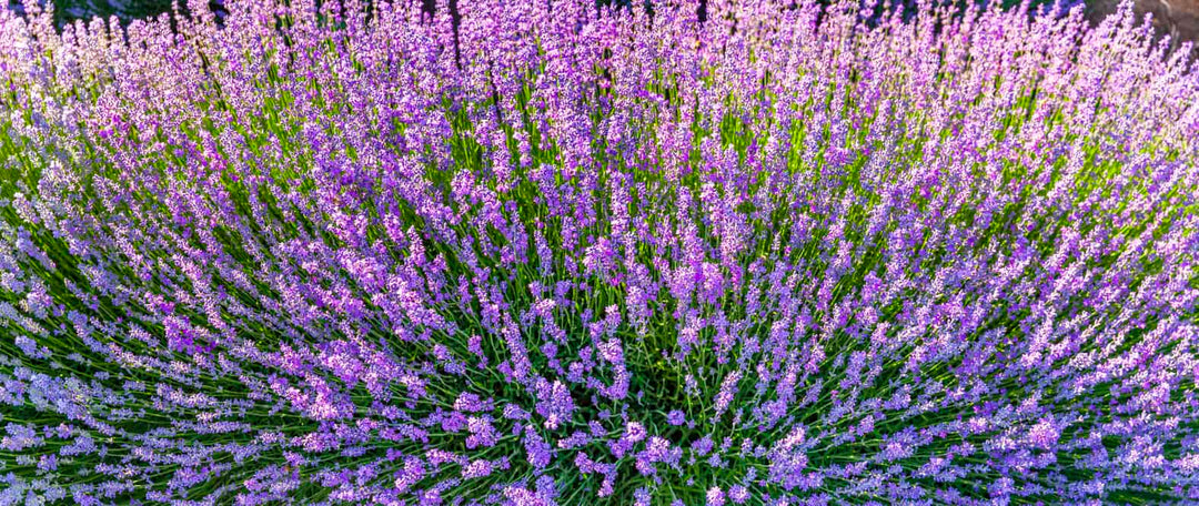 Die Provence im Glas