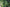 Grüne Vanilleschoten wachsen in Bündeln an einer Vanilleorchidee zwischen kräftigen Blättern.