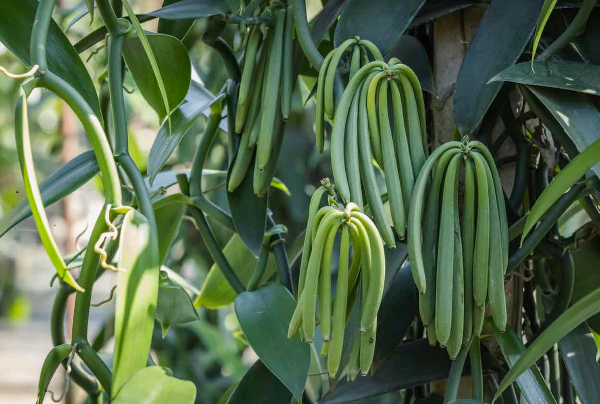 Grüne Vanilleschoten wachsen in Bündeln an einer Vanilleorchidee zwischen kräftigen Blättern.