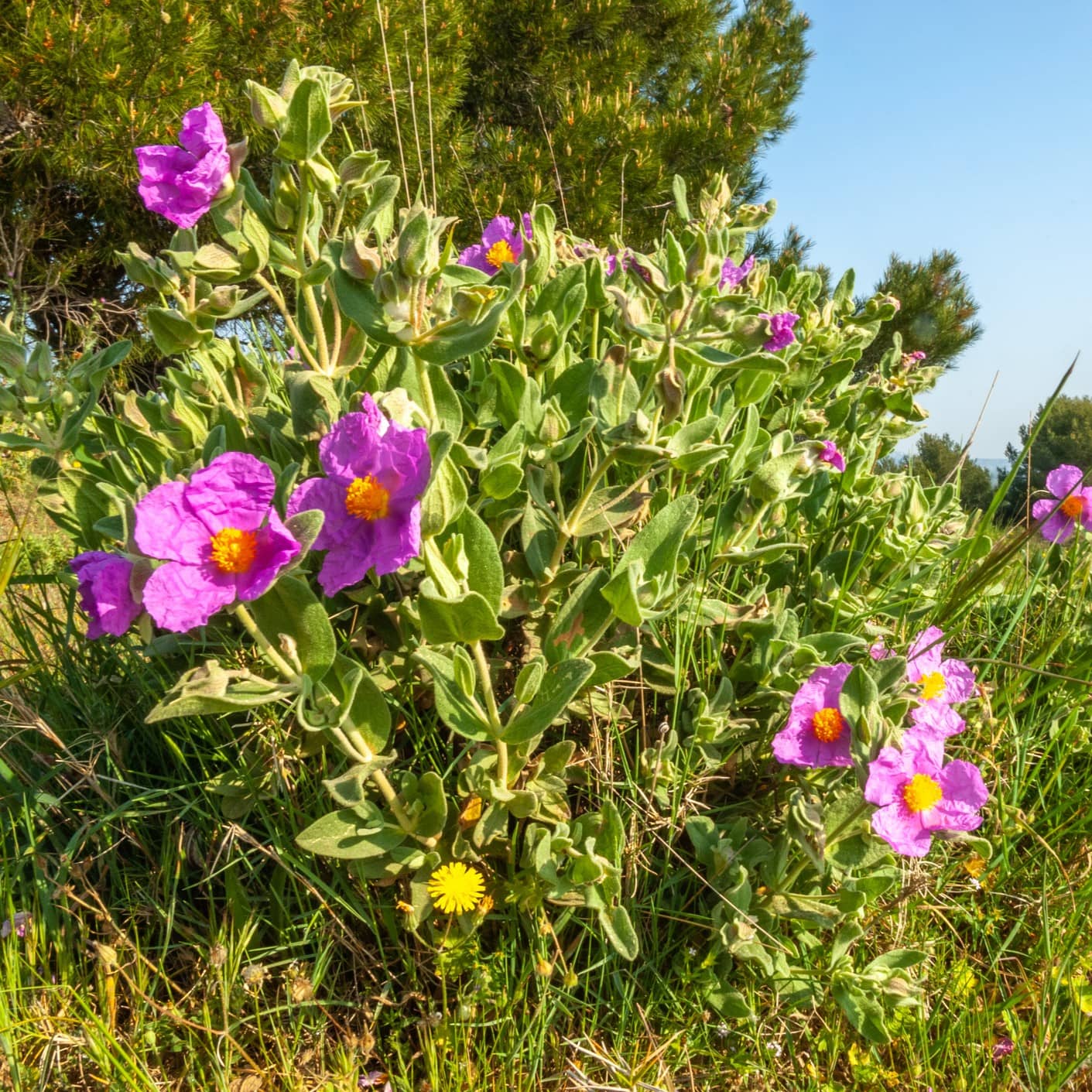 Zistrosenkraut (Cistus)